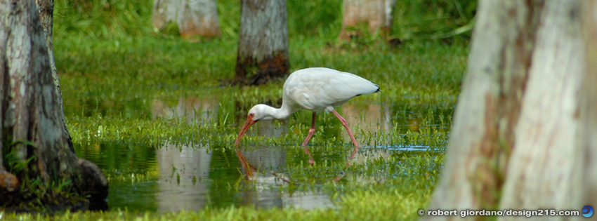 White Ibis - Facebook Cover Photos