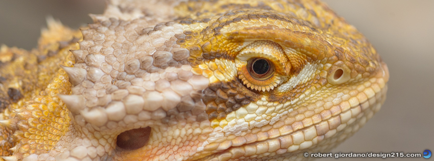 Dragon Macro - Facebook Cover Photos