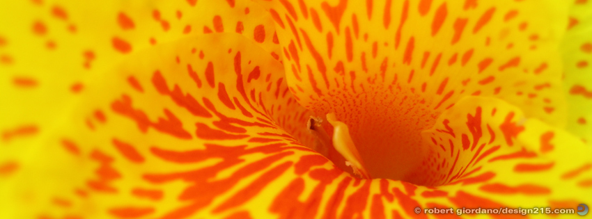 Flower Macro - Facebook Cover Photos