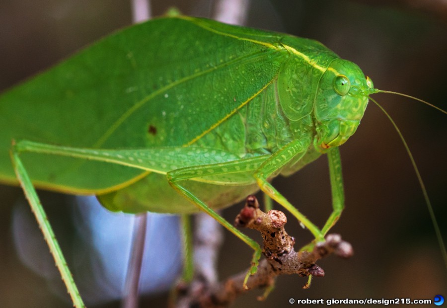 Tree Cricket Macro - Nature Photography