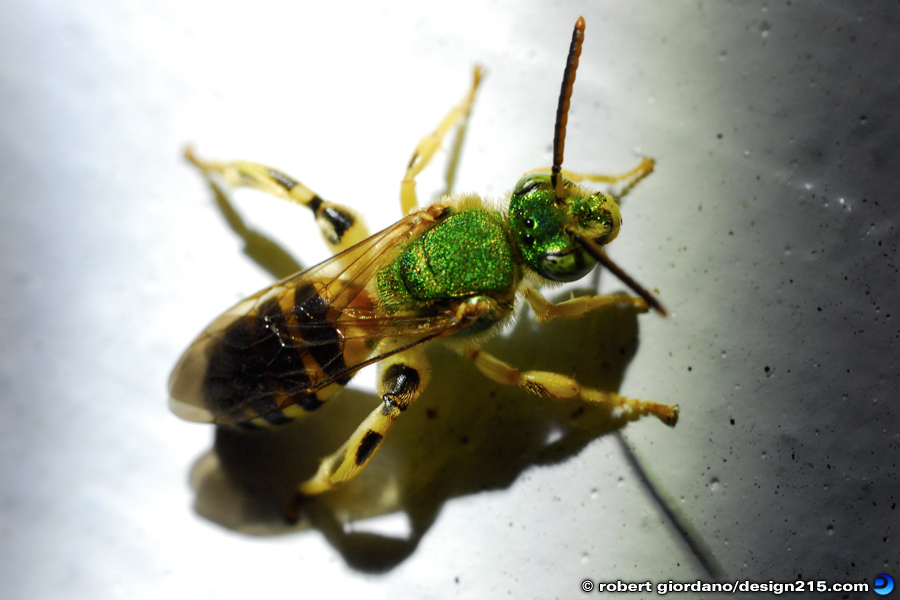 Night Insect Macro - Nature Photography