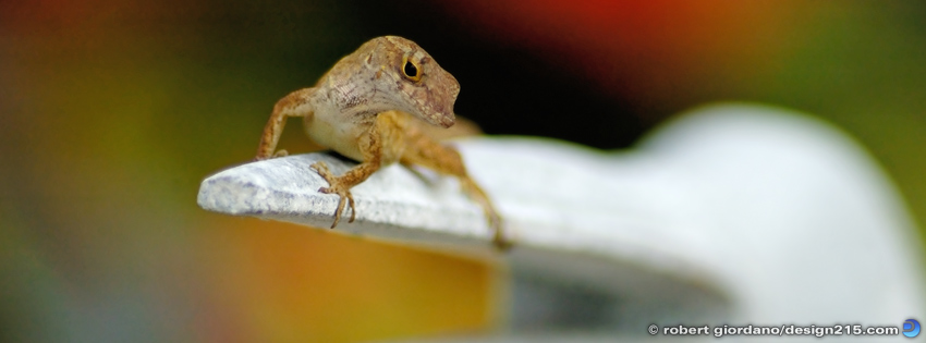 Lizard on Beak - Facebook Cover Photos