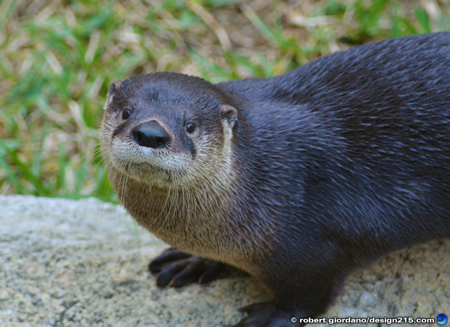 Discovery Museum Otters - Nature Photography