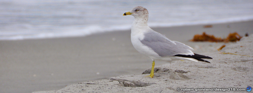 Seagull, Hollywood Beach - Facebook Cover Photos