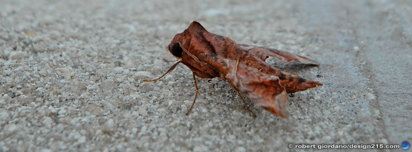 Camouflage Insect - Facebook Cover Photos